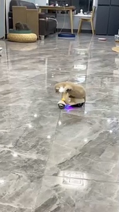 Cat Funny Moments | Cute Pets | Funny Animals | Animals Funny Moments #animals #pets #cats #catvideos #cutepets #funny