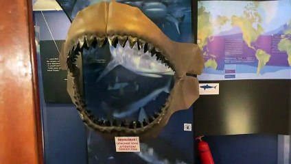 VLOG ● ATLANTIC OCEAN IS WAITING FOR ME. JACQUES-YVES COUSTEAU WAS ON THIS SHIP. SHIP VITYAZ