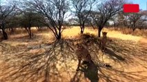 Namibian Cheetah Dies Of Kidney Infection At Kuno National Park In Madhya Pradesh