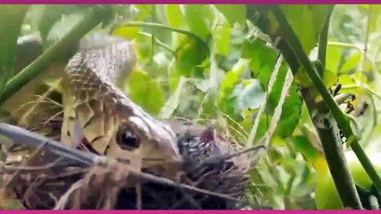 दुनिया के कुछ बेहद ख़तरनाक जानवर