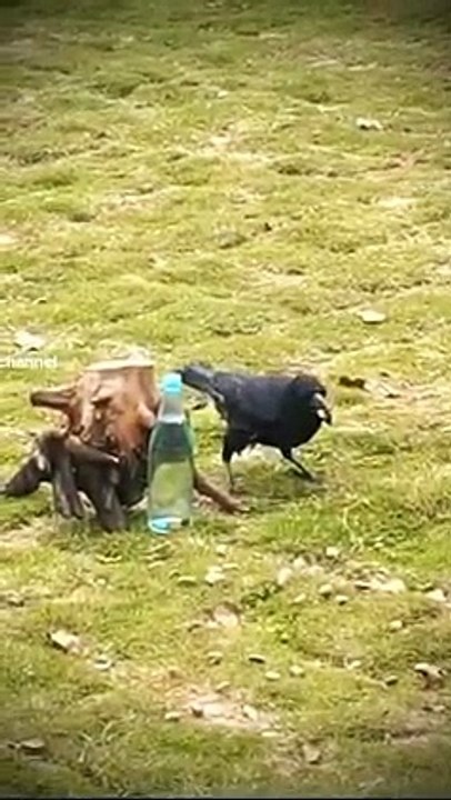 پیاسا_کوا۔