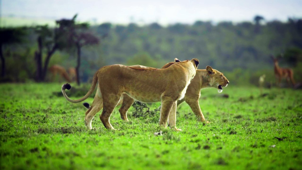 Lions 4k Video