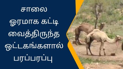 கிருஷ்ணகிரி: 5 ஒட்டகங்களால் பெரும் பரபரப்பு-அதிர்ச்சி தகவல்!