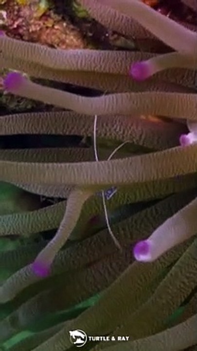 Spotted Cleaner shrimp