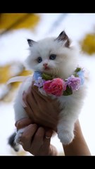 Adorable Cat Moments 🐱 #shorts