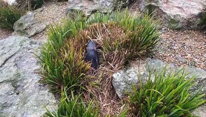 Whipsnade Zoo prepare Rockhopper penguins for arrival of their babies