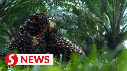 Govt to improve levy collection mechanism, review palm oil windfall profit threshold