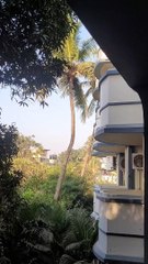 Amazing funny Monkey jumps tree to building in Odisha