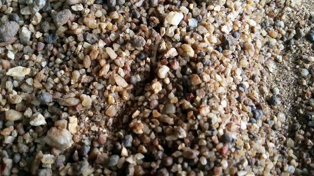 Antlion Devours Victim Empire of the Desert Ants