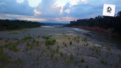 Dangerous Amazon Forest | Amazon Rainforest