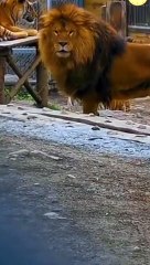 The Lion king attitude video