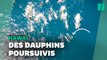 À Hawaï, des nageurs accusés d’avoir poursuivi et harcelé des dauphins