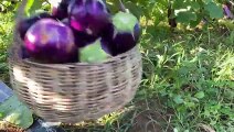 Harvesting round purple eggplants for cooking _ Stuffed round eggplants with shrimps