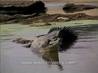 Gharials laze around at National Chambal Sanctuary