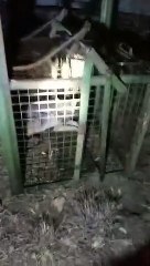 मछली के लालच में पिंजरे में आया, एयरपोर्ट से सियार रेस्क्यू कर केरवा वन क्षेत्र में छोड़ा