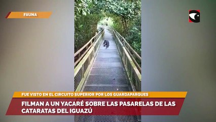 Un yacaré "paseando" por las pasarelas de las Cataratas del Iguazú