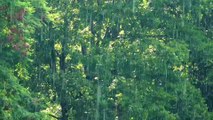 [1 Hour] Relaxing Rainy Forest [AI Generated]