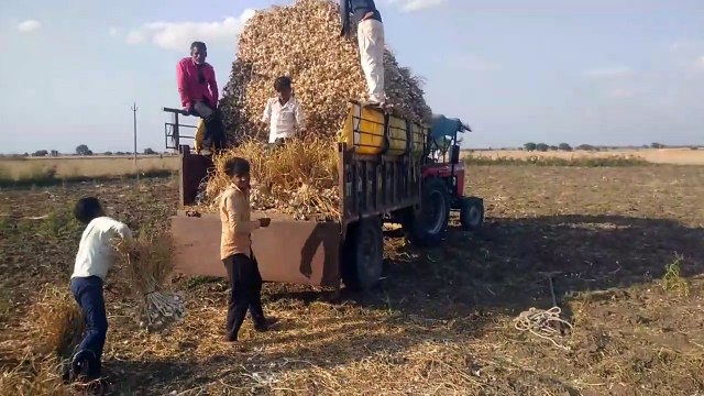 किसान खेत से तैयार कर घर लाने लगे, जल्द ही बाजारों में होगी आवक