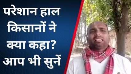 अम्बेडकरनगर: बरसात से जमींदोज हुई फसलें, नुकसान का नही हुआ आंकलन