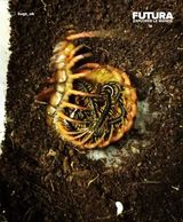 La naissance fascinante des bébés mille-pattes, sous les soins attentionnés de leur maman !