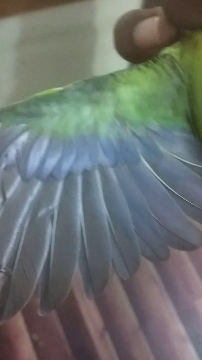 Green split blue