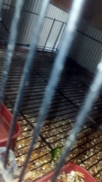 first pairing green split ino and  voilet double factor pairing