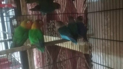 blue & split ino and some green split blue