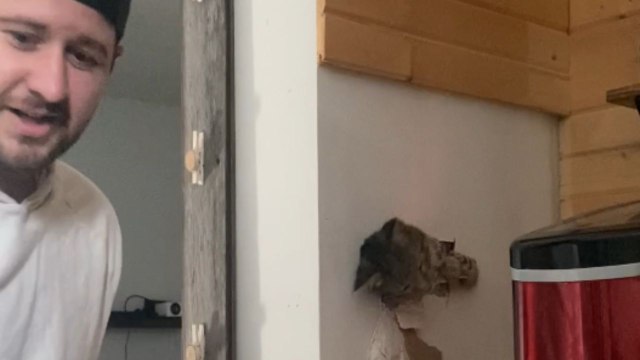 Cat risks losing 1 of her 9 lives after crawling up ceiling vent & getting stuck in wall