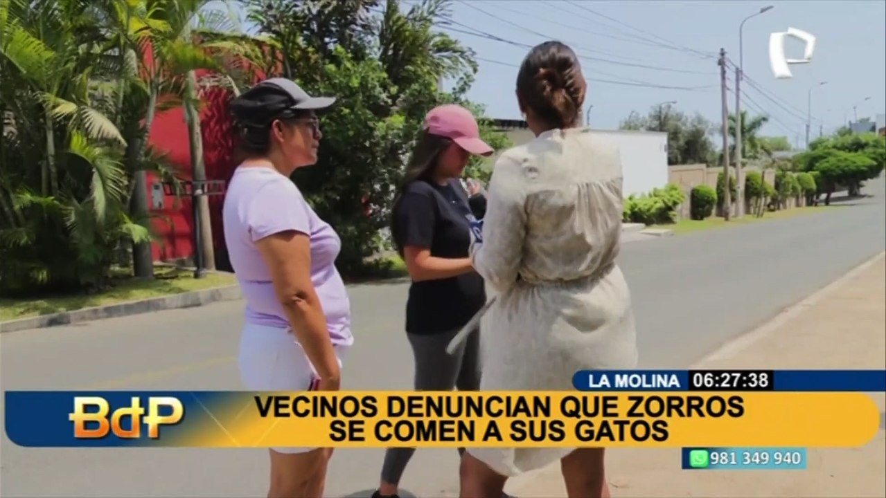 La Molina: vecinos denuncian que zorros se han comido al menos 10 de sus gatos