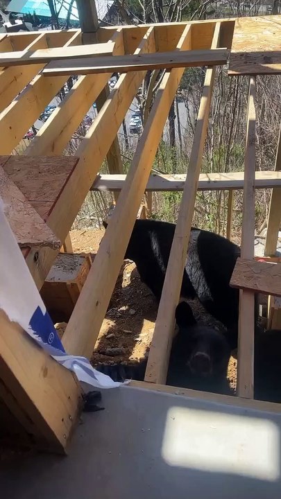 Beary New Visitors At The Job Site