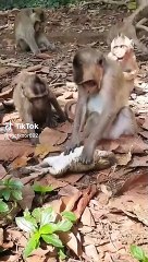 Les Singes Sont Très CURIEUX