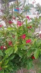 یہ درخت کس چیز کا ہیںہی