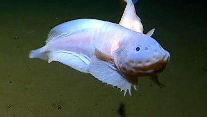 Watch: World’s deepest fish caught on camera at more than 8km underwater