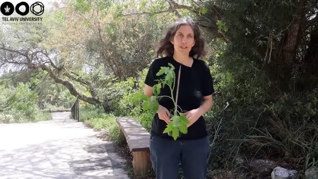 Listen to the sound plants make when they are ‘stressed’