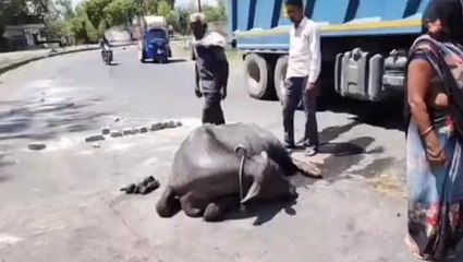 सिंगरौली: वाहन की टक्कर से मवेशी घायल, जानकारी देने पर भी नगर निगम ने नही भेंजा वाहन