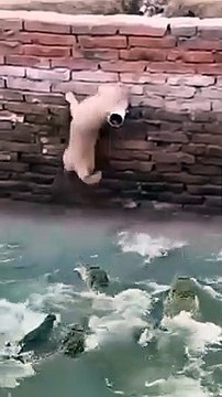 Jiska koi nahi hai, uska Khuda hai yaaro.