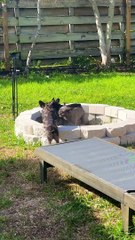 Frenchie Firepit Fun