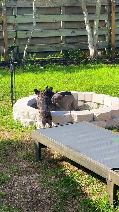 Frenchie Firepit Fun
