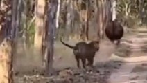 Viral: बाघ के पंजों से निकल भागा शिकार,वीडियो देख खड़े हो जायेंगे रोंगटे