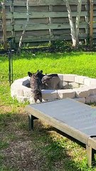 Frenchie Firepit Fun