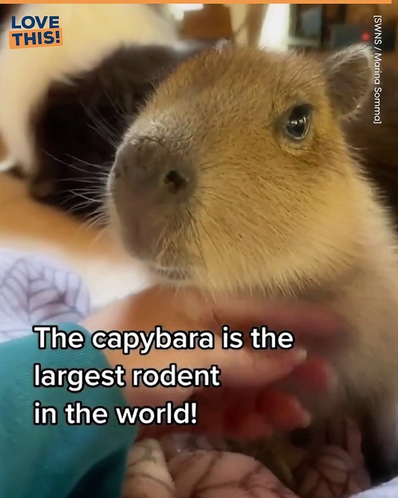 Meet Pumpkin The Capybara !