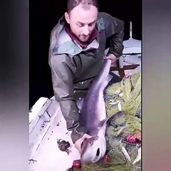 Yakaladığı yavru köpek balığını önce ısırdı sonra denize bıraktı