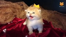 Chaton miaou super mignon - Film de chat le plus drôle # 102