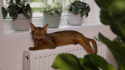 3 Easy Ways to Bring Nature Into Your Home if You Always Kill Houseplants