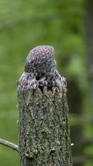 Beautiful Owl Bird video . Owl Bird with child