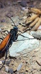 Tarantula Hawk Wasp Claims Its Prey
