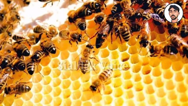 Huzoor saw Aur Shehad Ki Makhi Ka Waqia | Prophet Muhammad saw & A Hony Bee | Sialdgk Voice