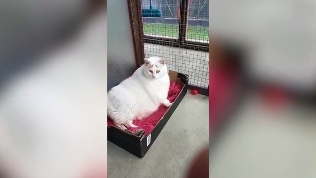Dangerously obese cat looking for forever home after losing THIRD of her body weight