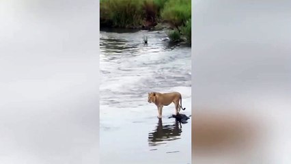 Huge Crocodile Attacks Male Lion 