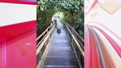 Turista inusitado: jacaré é flagrado passeando nas Cataratas do Iguaçu